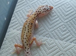 cleaning leopard gecko hides