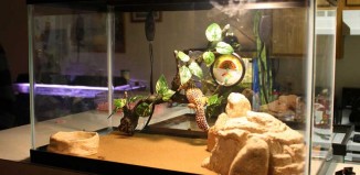 Basic Leopard Gecko Tank Setup - Leopard Gecko Care