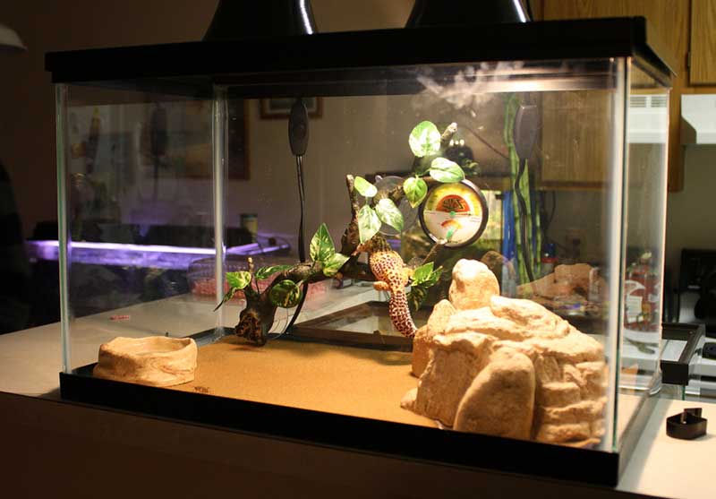 Things to Consider for Gecko Temperature - Leopard Gecko Care